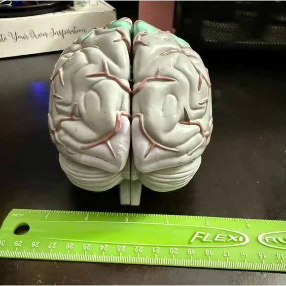 Life Size Human Brain Model - Medical Teaching (w/ 4 sections) EUC - Picture 10 of 10